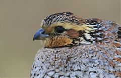 Northern Bobwhite